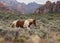 Brown and white pinto horse in desert