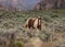 Brown and white pinto horse in sagebrush