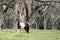 Brown and white pinto horse walking in pecan grove