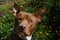 Brown and White Pitbull Close Up