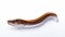 Brown And White Plastic Eel Hanging On White Background