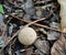 Brown and White Puffball Mushroom