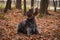 Brown-and-white Rough-coated Bohemian Pointer bitch of breed lies on fall leaves in forest looking at her mistress, waiting for