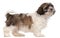 Brown and white Shih-tzu standing