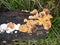 Brown and white small fungi forest black old decaying rotting lo