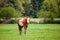 A brown and white sorrel pinto horse with bald face and heterochromia iridium eyes walking in a pasture