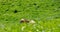 Brown and white speckled cow lounging in a lush green pasture