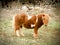 Brown with white spots miniature horse, small pony