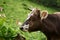 Brown and white spotted cow close up portrat at green background. Cow looks at camera