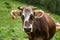 Brown and white spotted cow close up portrat at green background. Cow looks at camera