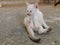 Brown and white stray kitten in temple showing stress and doubt in gray concrete background