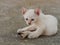 Brown and white stray kitten in temple showing stress and doubt in gray concrete background