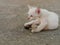 Brown and white stray kitten in temple showing stress and doubt in gray concrete background