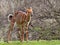 Brown and White Striped Gazelle Being Active in Wooded Grassy Me