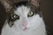 Brown White Tabby Cat Closeup