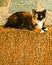 Brown, white and tan kitten, laying on a bail of hay