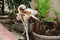 Brown and white Thai dog pee in side home near banana tree.