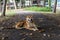 Brown and white thin vagrant dog closeup on blur road background