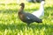 Brown and white upland geese standing on green grass