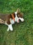 A brown and white Welsh corgi cardigan in an orange collar lies sideways on the grass and yawns