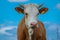 brown and white young bull stands on a green meadow in nice weather