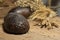 Brown whole grain loaves composition on rustic wood