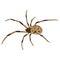 Brown Widow Spider Isolated