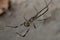 Brown widow spider Latrodectus geometricus