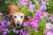 Brown Wiener dog looking up