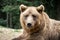 Brown wild bear portrait in green summer forest