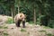 Brown wild bear walking in forest