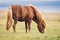 Brown wild beautiful icelandic horse grassing in a field by himself.