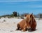 Brown wild horse relaxing on Assateague Island