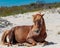 Brown wild horse relaxing on Assateague Island