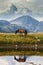 Brown wild horse roaming free in the Romanian Alps