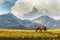 Brown wild horse roaming free in the Romanian Alps