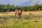 Brown wild horse roaming free in the Romanian Alps