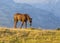 Brown wild horse roaming free in the Romanian Alps