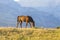 Brown wild horse roaming free in the Romanian Alps