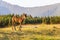 Brown wild horse roaming free in the Romanian Alps