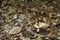 Brown wild mushrooms growing in dried leaves in the forest