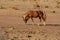 Brown wild mustang wondering in the desert