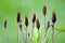 Brown wildflowers/plants blooming on meadow against green background