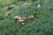 Brown wildlife mushrooms on a green moss leaves in a natural forest on a beautiful autumn day. Close-up horizontal shot with space