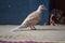 Brown wildlife pigeon close up. domestic animal pet Columba in house, beak avian bird wallpaper background