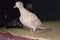 Brown wildlife pigeon close up. domestic animal pet Columba in house, beak avian bird wallpaper background