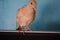 Brown wildlife pigeon close up. domestic animal pet Columba in house, beak avian bird wallpaper background