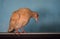 Brown wildlife pigeon close up. domestic animal pet Columba in house, beak avian bird wallpaper background