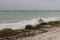 Brown windy seagull against storm on sea. Wild birds concept. Seagull on sand beach in hurricane day.