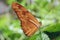 Brown winged butterfly sitting on a leaf